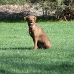 Reese