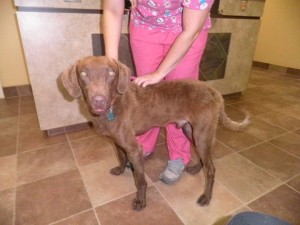 Louie LA Vet