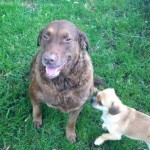 Kaiah, 6yr old female Chesapeake Bay Retriever