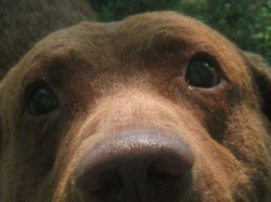 Buddy