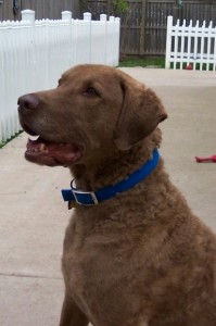 Willie head shot