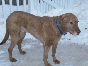 willienewsnow1 Willie in the snow