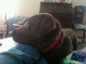 Stella resting head Stella resting head