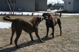 StellaPosinginmidstofTugofWar Stella and Hunter playing Tug of War