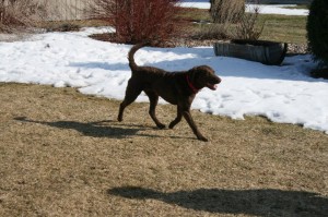 StellaTrottingAtKellys Stella trotting across the yard