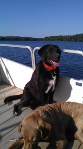 CricketPontoon