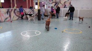 Yukon at doggie daycare