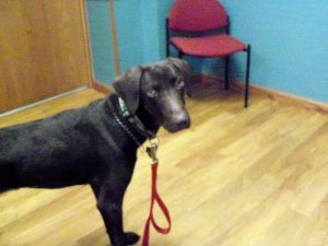 Roux waiting for vet
