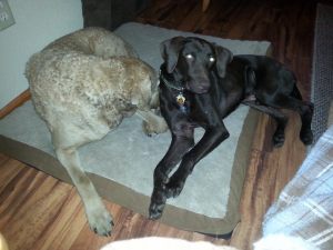 Roux with foster sibling
