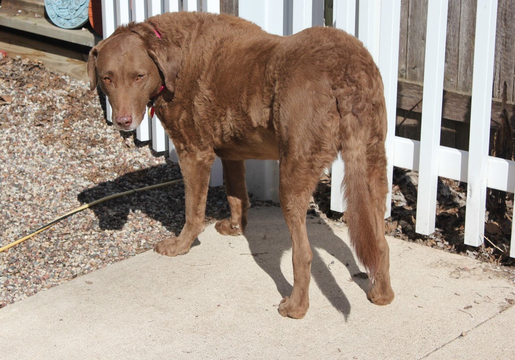 Ginger Adoptable Chessie